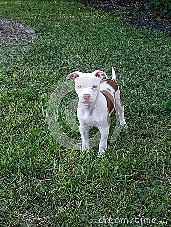Raven 3 month pitty/frenchie Stock Photo