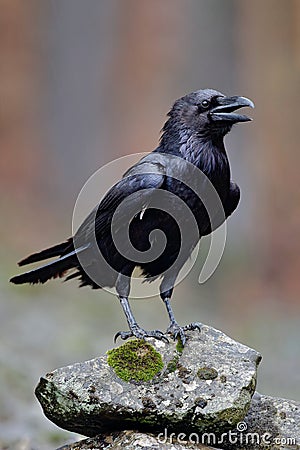 Raven with open beak sitting on the stone. Moose stone with black bird. Black bird in the nature habitat. Raven on the rock. Wildl Stock Photo