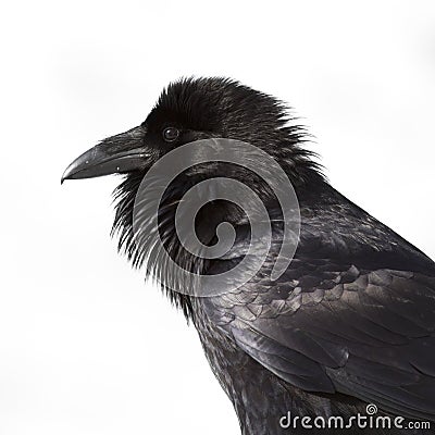 Raven profile Stock Photo