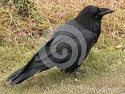 Raven Profile Stock Photo