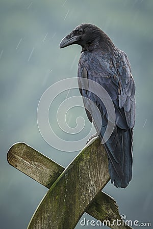 Raven in the rain Stock Photo