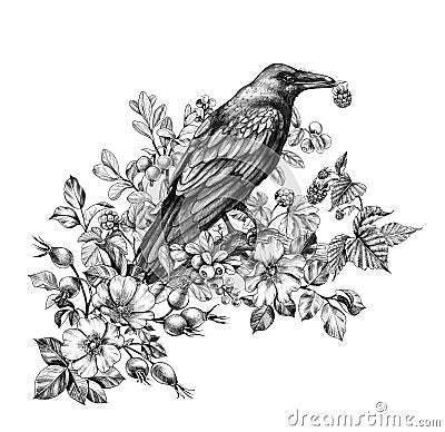 Raven with Raspberry in Beak Pencil Drawing Stock Photo