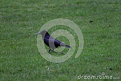 Raven stepping in the grass Stock Photo