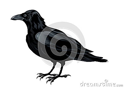 Raven Vector Illustration