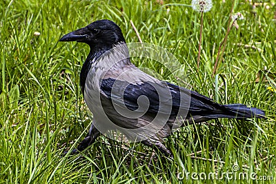 Raven walking on green grass Stock Photo