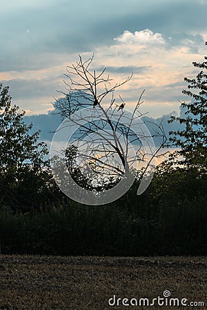 Ravens on a dead tree. Silhouette of a grove. Stock Photo