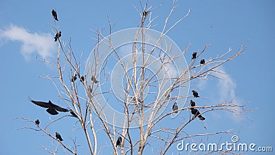 Ravens fly and sit over leafless trees . Flock of crows in the Natural on blue sky and white clouds backgrounds. Birds is standing Stock Photo