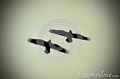 Ravens flying Stock Photo