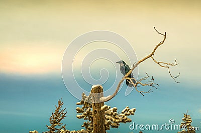 Ravin perched on the snow covered dead tree Stock Photo