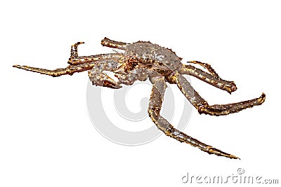Raw alive kamchatka crab Paralithodes camtschatica Stock Photo