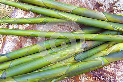 Raw bamboo shoot Stock Photo