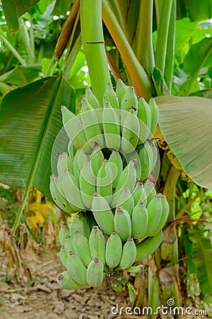 Raw bananas on a banana tree. Stock Photo