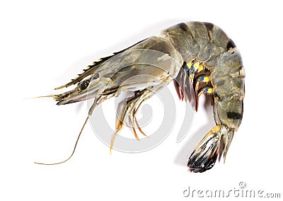 Raw black tiger shrimp Stock Photo