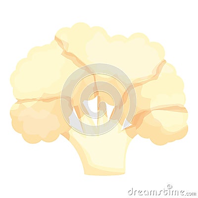 Raw cauliflower icon cartoon vector. Cabbage food Vector Illustration