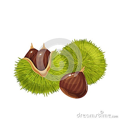 Raw chestnuts illustration Vector Illustration