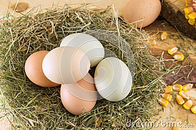 Raw chicken eggs in a nest Stock Photo