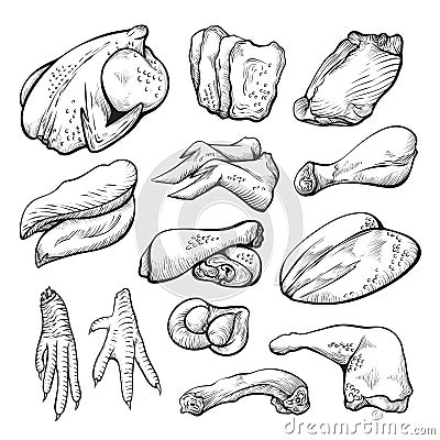 Raw chicken meat sketch, uncooked hen ingredients set Vector Illustration