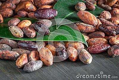 Raw cocoa beans, forastero, close-up Stock Photo