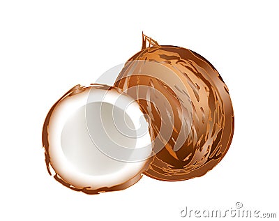 Raw coconuts Vector Illustration