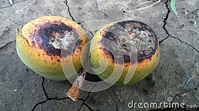 Raw colorful walnuts on the ground Stock Photo