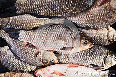 The raw crucians fish, live raw fish, crucian carp close-up. Stock Photo