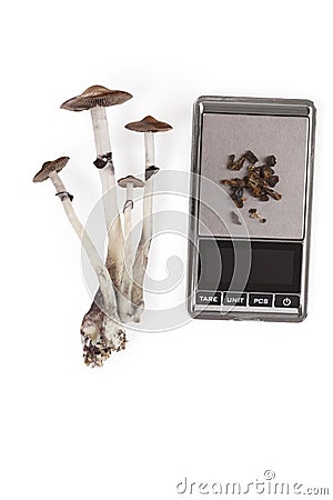 Raw and dried magic mushrooms. Stock Photo