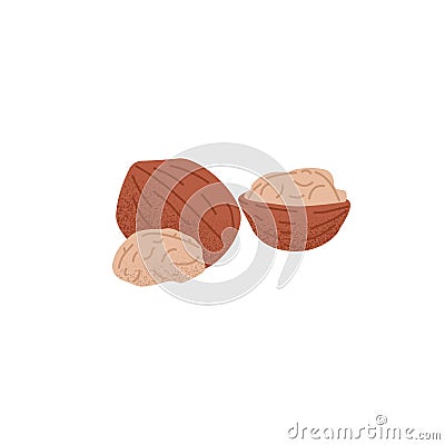 Raw dry walnuts, peeled half and whole nuts in shell. Fresh ripe kernels fruits in nutshell. Healthy food, snack. Vegan Vector Illustration