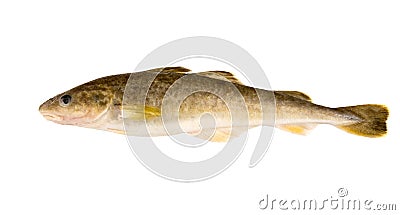 Raw fish. Navaga fish. Saffron cod. Stock Photo