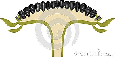 Raw flower head or pseudanthium in cross section. Structure of sunflower inflorescence with seeds Stock Photo