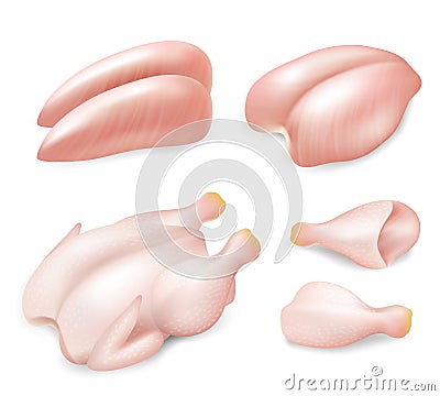 Raw fresh chicken parts for cooking set, vector realistic illustration Vector Illustration