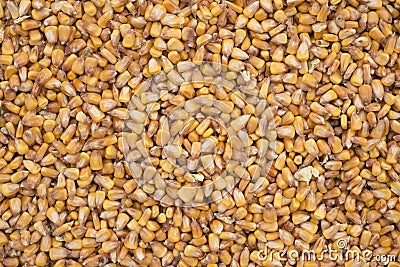 raw fresh corn texture background Stock Photo