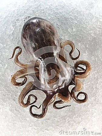 Raw and fresh octopus tentacles Stock Photo