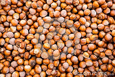 Raw fresh organic hazelnut. In shell nuts. Healthy food on the farmer market Stock Photo