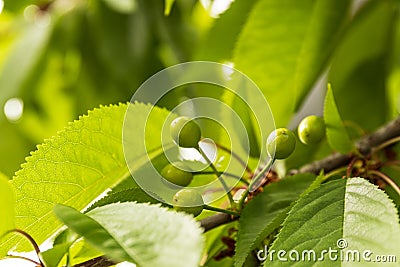 Raw green cherries, branch, closeup photo. Selective focus Stock Photo