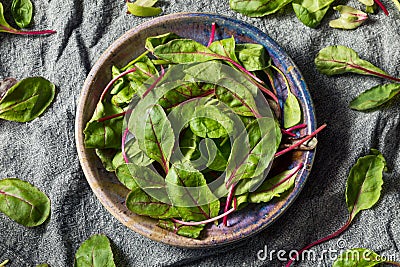 Raw Green Organic Baby Beet Greens Stock Photo