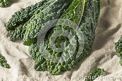 Raw Green Organic Lacinato Kale Stock Photo