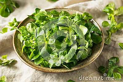 Raw Green Organic Mache Rosettes Stock Photo