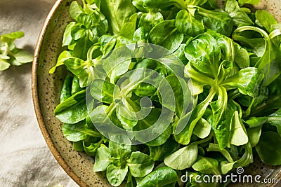 Raw Green Organic Mache Rosettes Stock Photo