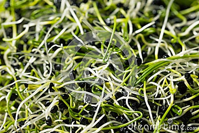 Raw Green Organic Onion Sprouts Stock Photo