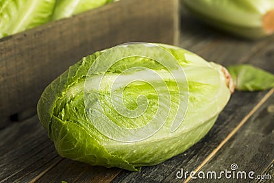 Raw Green Organic Romaine Lettuce Stock Photo