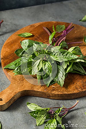 Raw Green Organic Thai Holy Basil Stock Photo