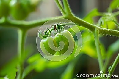 Raw or green tomatoes are many nutrients, and antioxidants health issues Stock Photo