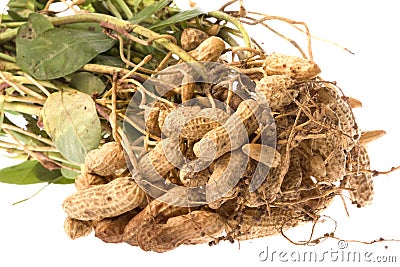 Raw Groundnuts Isolated Stock Photo