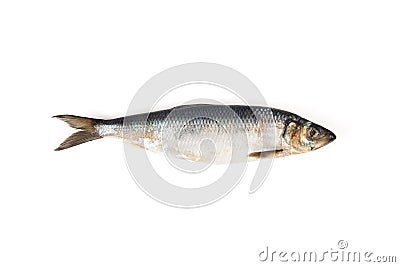 Raw herring isolated Stock Photo