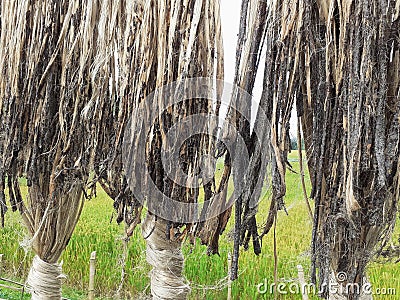 Raw jute fiber hanging for sun drying. Jute cultivation in Assam, India Stock Photo