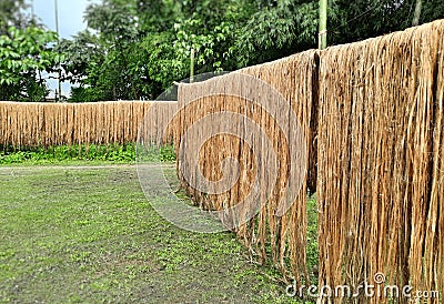 Raw jute fiber hanging under the sun for drying. Yellowish brown natural vegetable fiber Stock Photo