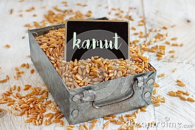 Raw Kamut grain in a metal box Stock Photo