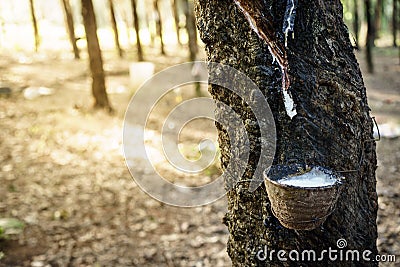 Raw latex Stock Photo