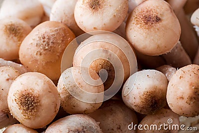 Raw mushrooms agaric honey on a wooden table. Close up Stock Photo