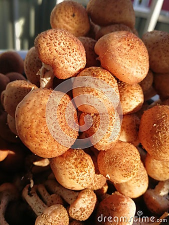 Raw mushrooms, food ingridients Stock Photo